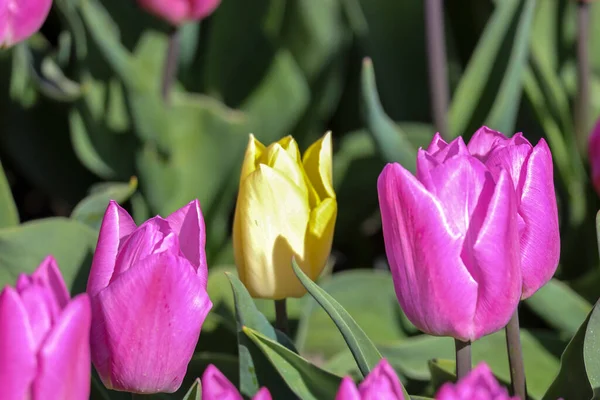 Champ Plein Tulipes Violettes Sur Champ Bulbes Fleurs Sur Île — Photo