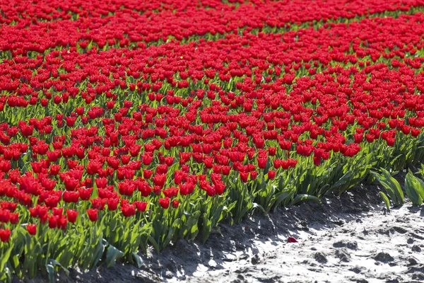 Veld Vol Rode Tulpen Het Bloembollenveld Eiland Goeree Overflakkee Nederland — Stockfoto