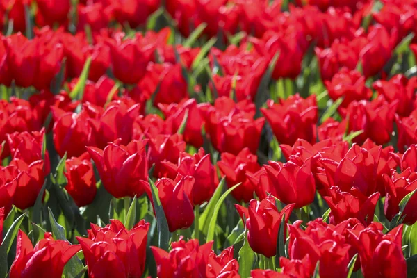 stock image field full of red tulips on the flower bulb field on Island Goeree-Overflakkee in the Netherlands