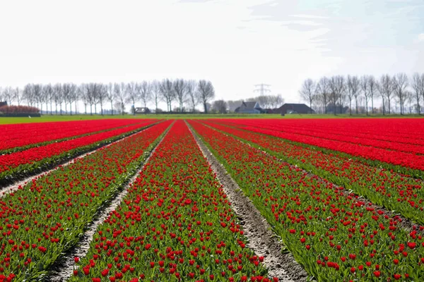 stock image field full of red tulips on the flower bulb field on Island Goeree-Overflakkee in the Netherlands