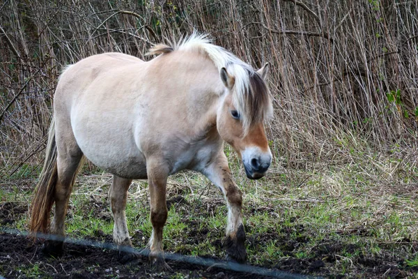 Cavalli Selvatici Fiordi Sull Hellegatsplaten Goeree Overflakkee Nei Paesi Bassi — Foto Stock