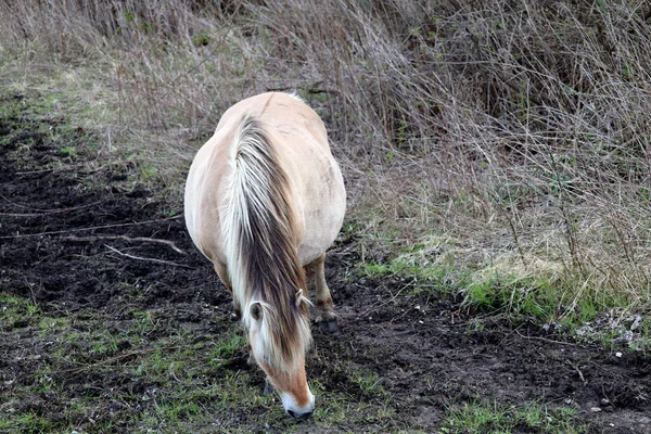 Fjord Wild Horses Hellegatsplaten Goeree Overflakkee Netherlands — Stock Photo, Image