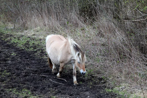 Hollanda Daki Goeree Overflakkee Hellegatsplaten Fiyort Vahşi Atları — Stok fotoğraf