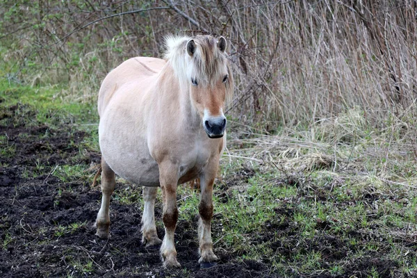オランダのGoere OverflakkieのHellegatsplatenにあるFjord野生の馬 — ストック写真