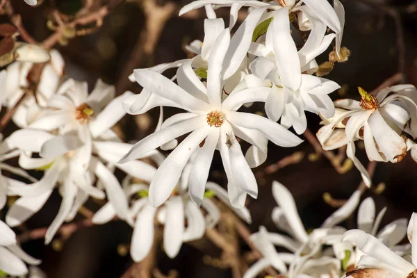 Белые Цветы Звездной Магнолии Magnolia Stellata Весной Нидерландах — стоковое фото