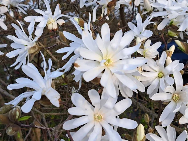 Witte Bloemen Van Ster Magnolia Magnolia Stellata Het Voorjaar Nederland — Stockfoto