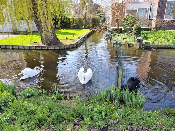 Білий Чорний Лебідь Заливає Воду Протягом Весни Nieuwerkerk Aan Den — стокове фото
