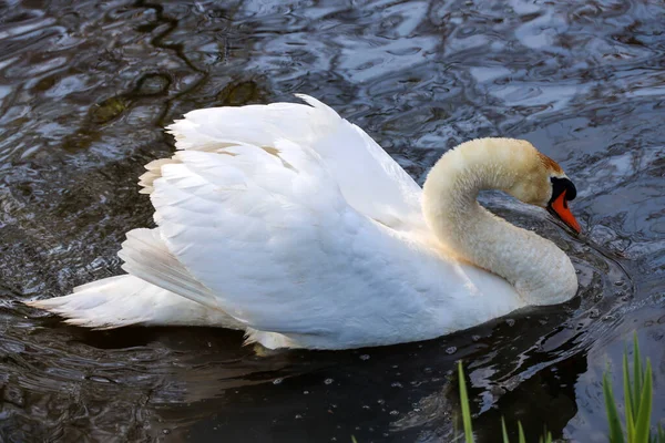 Білі Лебеді Які Заливаються Воді Навесні Nieuwerkerk Aan Den Ijssel — стокове фото