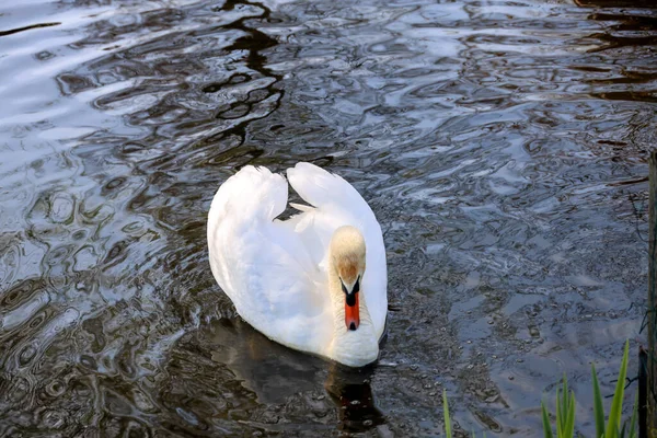 Белый Лебедь Ухаживает Воде Весной Nieuwerkerk Aan Den Ijssel — стоковое фото