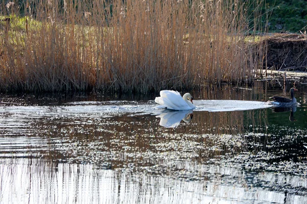 Cygne Blanc Courtisant Dans Eau Printemps Aux Pays Bas — Photo