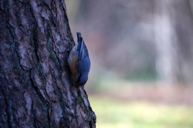 Hollanda 'daki Veluwe' de bir ağaçtaki hiçbir şey ve masadaki tohumları yemek.