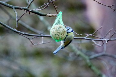 Blue tit hanging on seed ball in a tree on the veluwe in the Netherlands