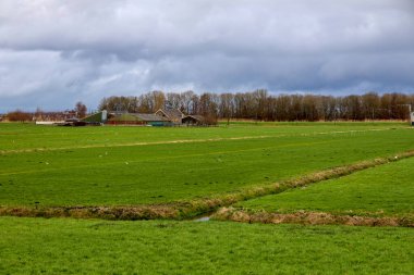Hollanda 'daki Hollandsche IJssel ve Zuidplaspolder halka kanalı arasındaki çayırlarda.