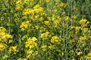 Hollanda 'daki polen tarlalarında sarı renkli kolza tohumu çiçeği