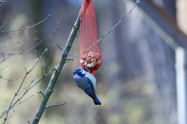 Blue Tit Hanging Seed Ball Tree Veluwe Netherlands — Photo