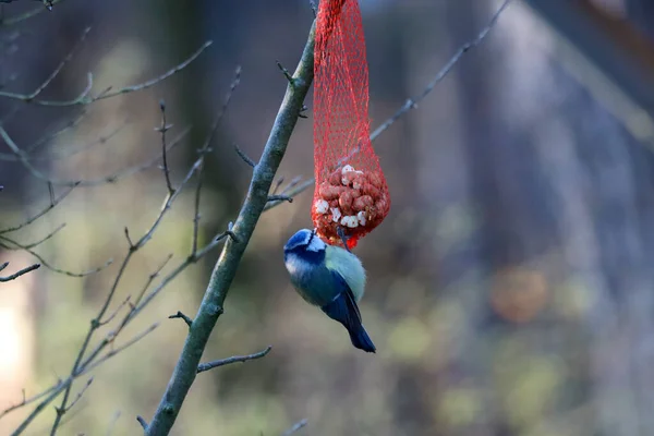 Blue Tit Hanging Seed Ball Tree Veluwe Netherlands — Stock Photo, Image