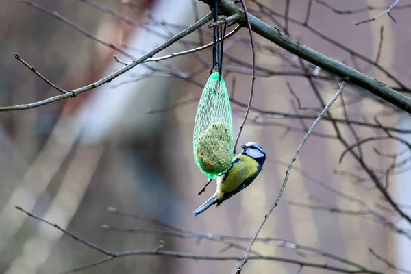 Blue Tit Hanging Seed Ball Tree Veluwe Netherlands — ストック写真