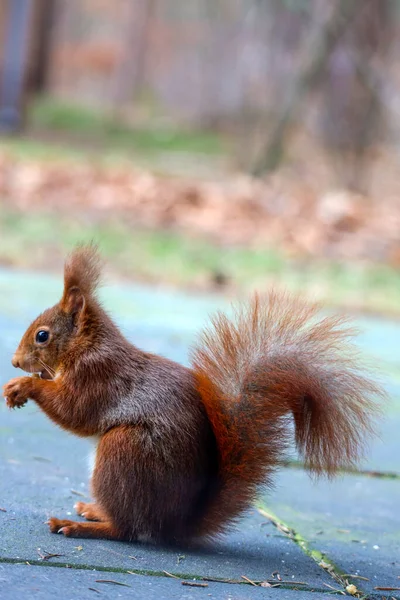 Eurasian Squirrel Wild Nature Eating Nuts Forest Veluwe Netherlands — Stock Photo, Image