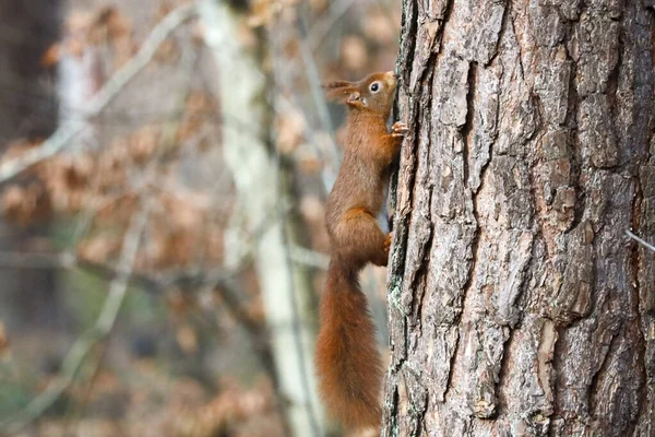 Esquilo Eurasiático Natureza Selvagem Comendo Nozes Uma Floresta Veluwe Holanda — Fotografia de Stock