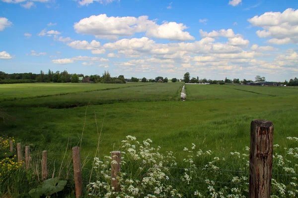 네덜란드에서는 이상물을 관리할 수없는 지역의 목초지와도 — 스톡 사진