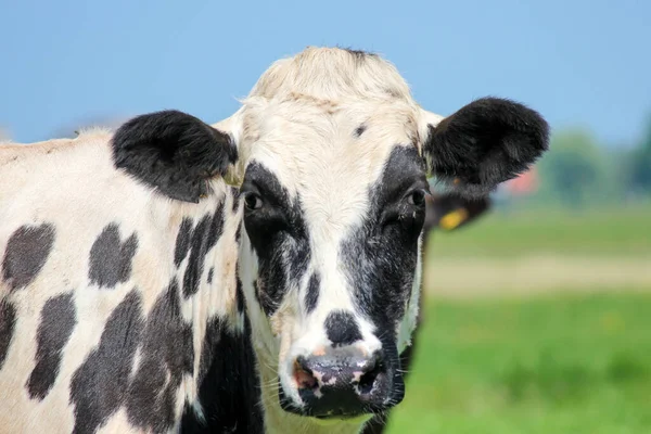 Cabeza Blanca Negra Una Vaca Prado Los Países Bajos —  Fotos de Stock