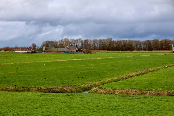 Weiden Tussen Dijk Van Hollandsche Ijssel Het Zuidplaspolderringkanaal Nederland Rechtenvrije Stockfoto's