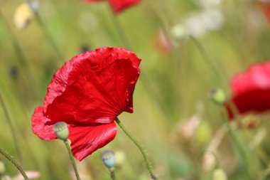 Hollanda 'da bahar boyunca yollar boyunca gün ışığında gelincik çiçekleri