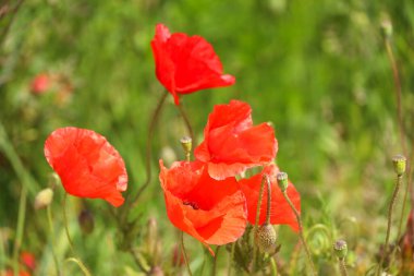 Hollanda 'da bahar boyunca yollar boyunca gün ışığında gelincik çiçekleri