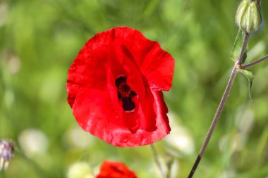 Hollanda 'da bahar boyunca yollar boyunca gün ışığında gelincik çiçekleri