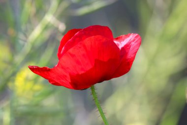 Hollanda 'da bahar boyunca yollar boyunca gün ışığında gelincik çiçekleri