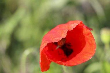 Hollanda 'da bahar boyunca yollar boyunca gün ışığında gelincik çiçekleri