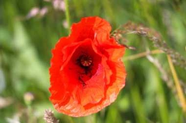 Hollanda 'da bahar boyunca yollar boyunca gün ışığında gelincik çiçekleri
