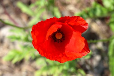 Hollanda 'da bahar boyunca yollar boyunca gün ışığında gelincik çiçekleri