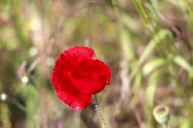 Hollanda 'da bahar boyunca yollar boyunca gün ışığında gelincik çiçekleri