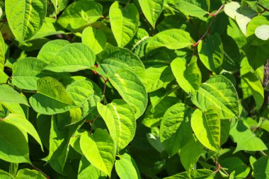 Hollandsche IJssel dike 'nin yanı sıra Japon Knotweed Nieuwerkerk aan den IJssel Hollanda' da istilacı egzotik türler olarak