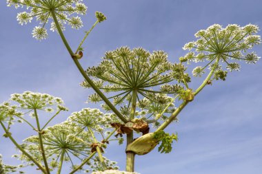 Çiçek açarken yol kenarındaki yaban otunun çiçeği