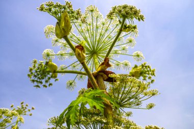 Flower of hogweed along roadside during flowering phase clipart