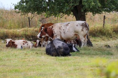 Beyaz kırmızı ve siyah Holstein Çayırdaki Frizya inekleri