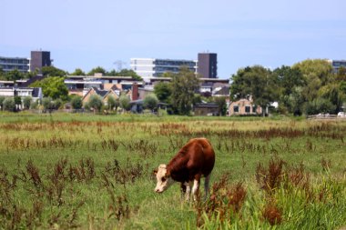 Hollanda 'da Nieuwerkerk aan den IJssel' de bir çayırda kırmızı ve siyah Frizya inekleri