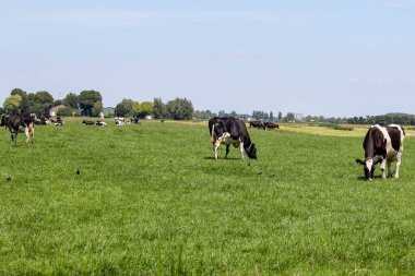 Frizya Holstein inekleri Hollanda 'da Zuid Hollanda' da bir çayır tarım arazisinde