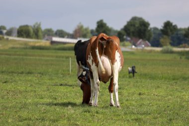 Frizya Holstein inekleri Hollanda 'da Zuid Hollanda' da bir çayır tarım arazisinde