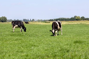 Frizya Holstein inekleri Hollanda 'da Zuid Hollanda' da bir çayır tarım arazisinde