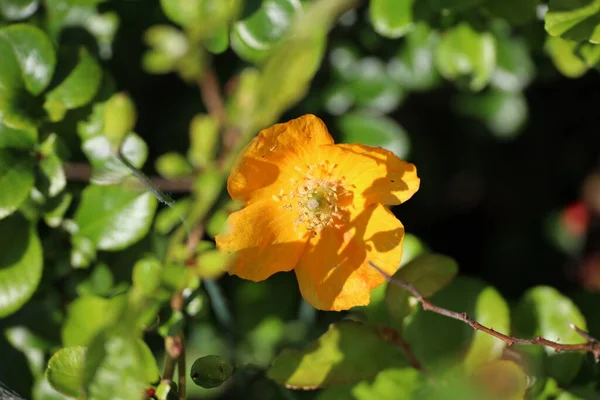 Květy Máku Slunci Silnicích Během Jara Nizozemsku — Stock fotografie