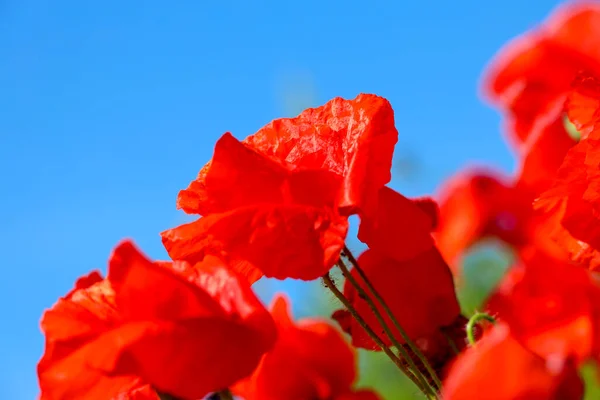 Poppy Kwiaty Słońcu Wzdłuż Dróg Wiosną Holandii — Zdjęcie stockowe