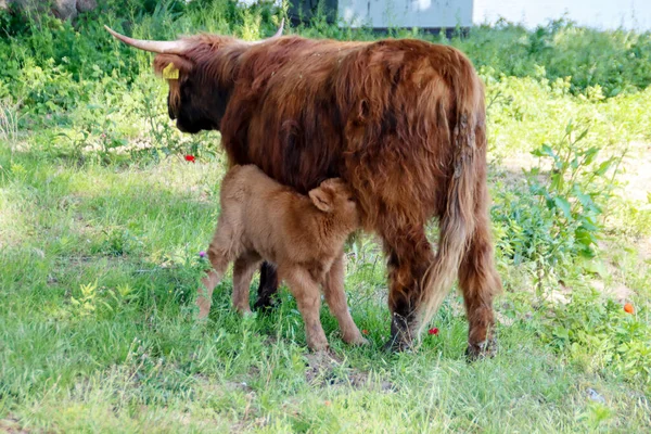 Vaca Montañosa Roja Con Ternero Eiland Van Brienenoord Rotterdam — Foto de Stock