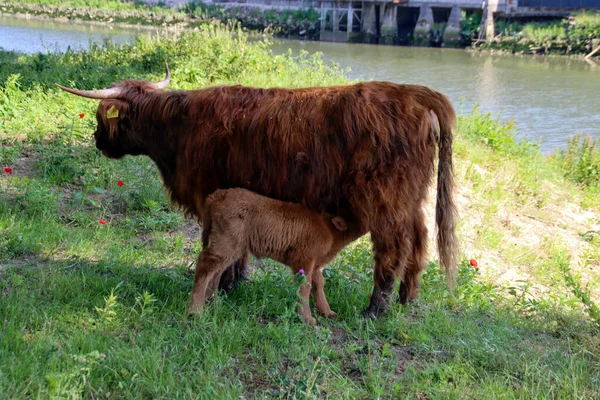 Vache Rouge Des Highlands Avec Veau Eiland Van Brienenoord Rotterdam — Photo