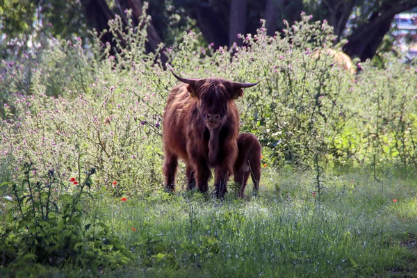 Vache Rouge Des Highlands Avec Veau Eiland Van Brienenoord Rotterdam — Photo
