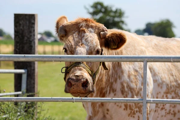 Vacas Frisianas Holstein Blancas Rojas Negras Prado —  Fotos de Stock