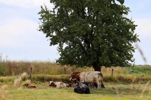 Beyaz Kırmızı Siyah Holstein Çayırdaki Frizya Inekleri — Stok fotoğraf