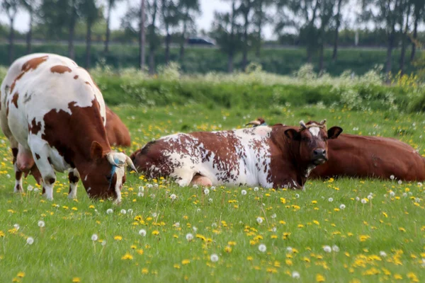 Vaches Frisonnes Holstein Rouges Noires Sur Une Prairie Moordrecht Aux — Photo